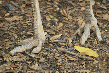 鸟脚鸵鸟脚照片
