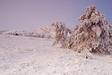 山上结冰的树
