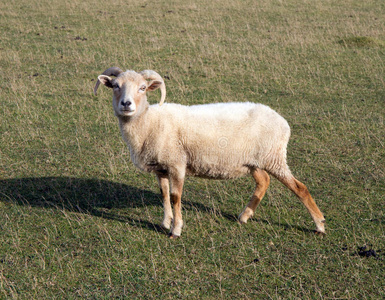 多塞特的波特兰绵羊品种