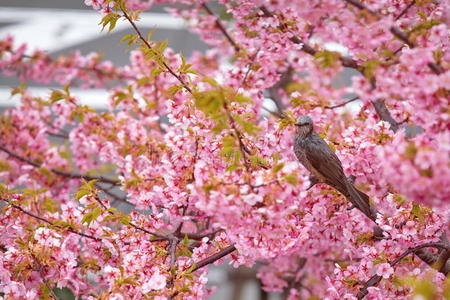 日本樱花