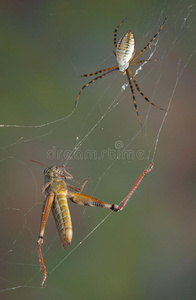 网中蜘蛛和漏斗图片