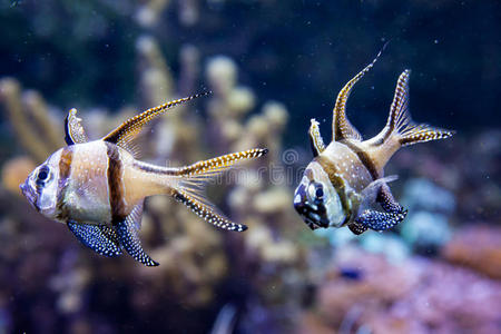 水族馆里的红雀鱼图片