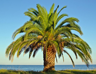 海边海滩的棕榈树