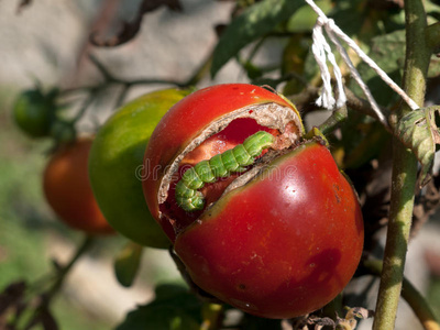 青菜毛毛虫卷心菜毛毛虫几何学的毛毛虫音乐和声音-吉他效果单位踏板