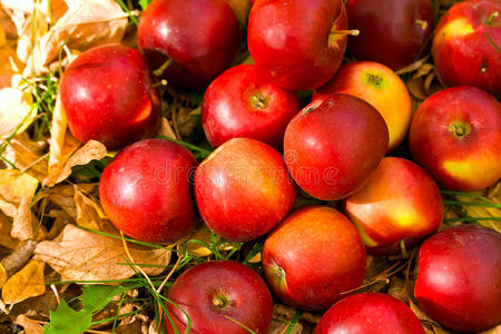 成熟的红苹果和红叶