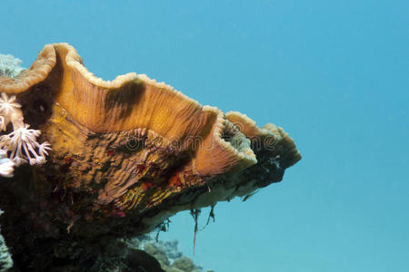 珊瑚礁上有肾形大鼻甲
