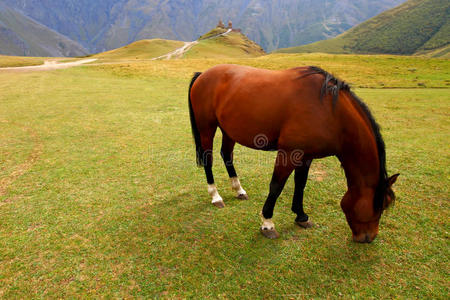 山地牧场上的红马