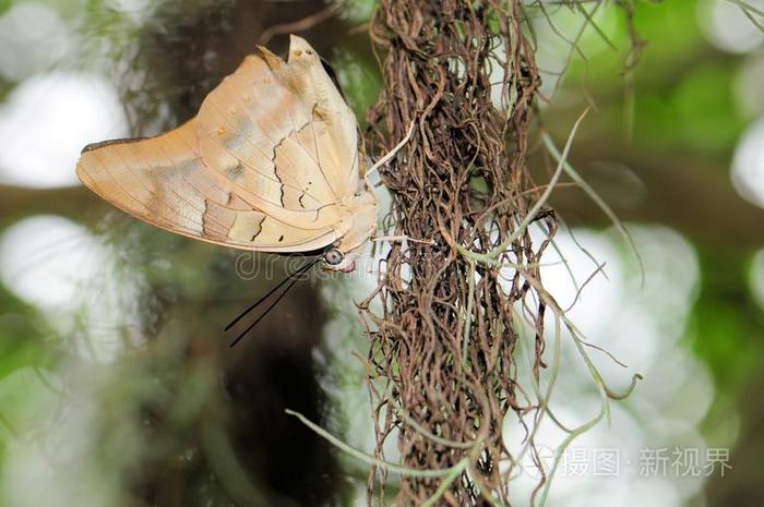 胸围-惊艳非洲羽毛背景束带王鞋匠蝴蝶羽毛的特写视图树上的长嘴鳄