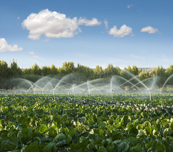 菜园灌溉系统