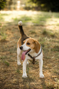 长舌头的快乐比格犬