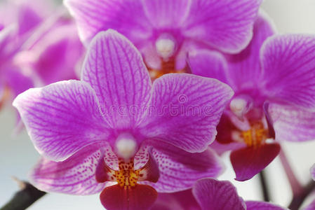 很多紫兰花