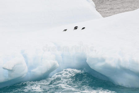 南极洲冰山上的四只企鹅图片