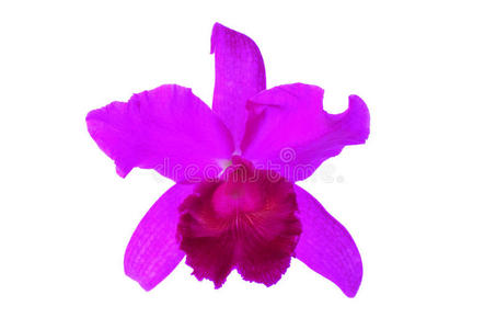 白底紫兰花