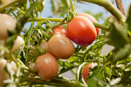 葡萄藤上的有机西红柿图片