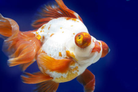 鱼缸龙眼金鱼照片