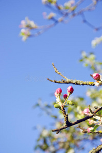 春老苹果花蕾