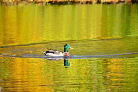 池塘里的绿头鸭