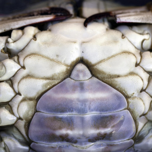 螃蟹的肚子照片