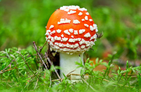 林中飞蘑菇