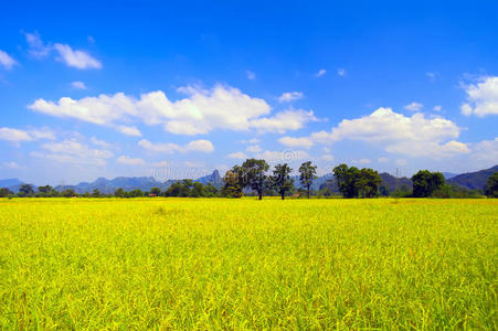 撒切尔附近的田野。老挝。