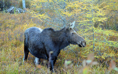 加拿大的牛驼照片