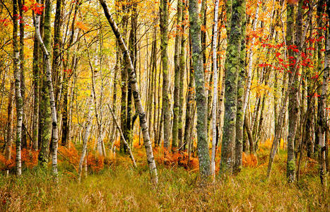 阿卡迪亚国家森林秋天的颜色。