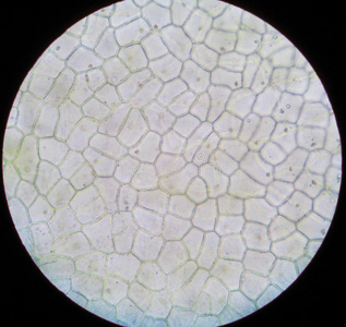 树叶表皮细胞的图像图片