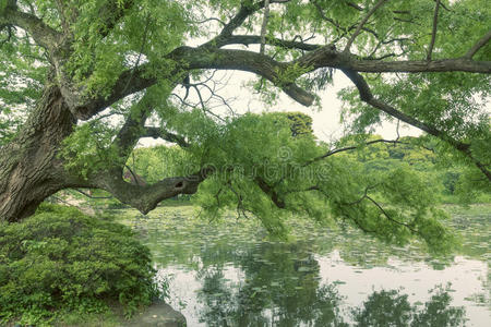 夏柳树图片