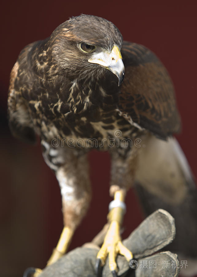 戴手套的哈里斯鹰