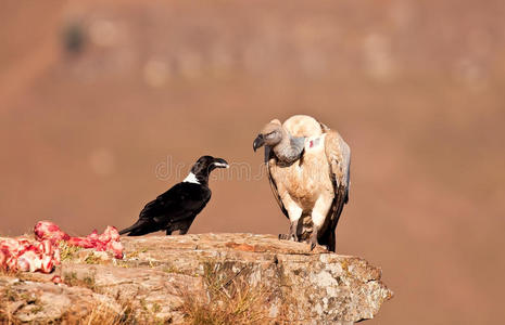 海角秃鹫和白色颈纹乌鸦