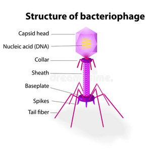 病毒噬菌体的结构