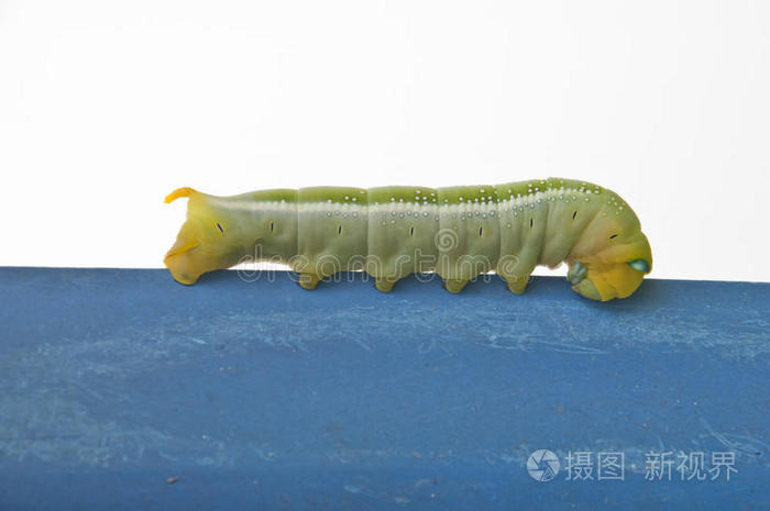 上的虫子绿毛虫毛毛虫绿毛毛虫绿毛毛虫绿毛毛虫绿树枝上的绿色毛虫毛