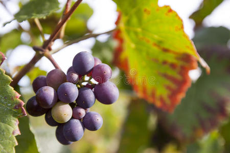葡萄园里的葡萄