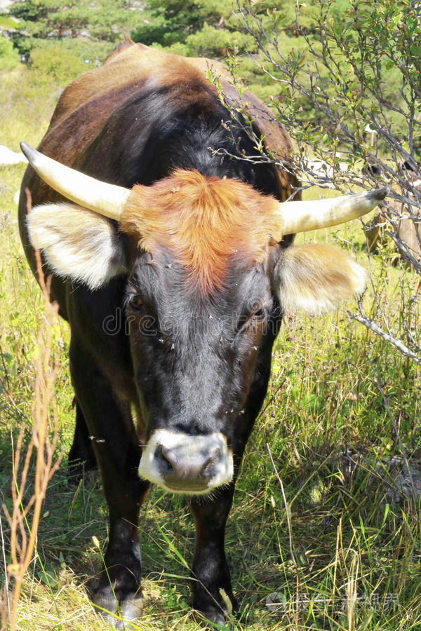 走在山间草地上的牛照片-正版商用图片0m2l66-摄图新视界