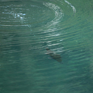 鸭嘴兽潜水图片
