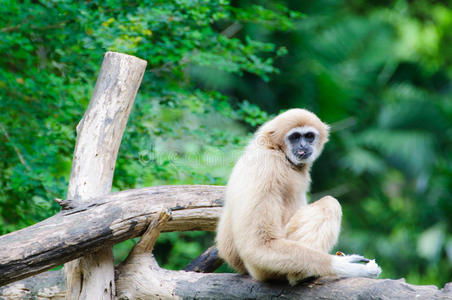 白女长臂猿图片
