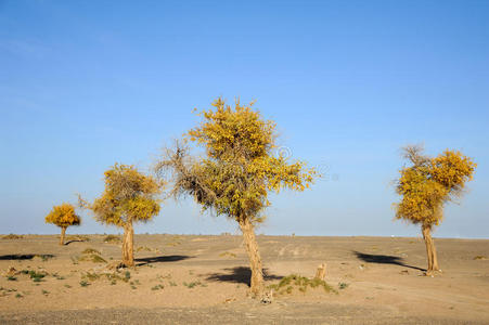 沙漠中的秋树