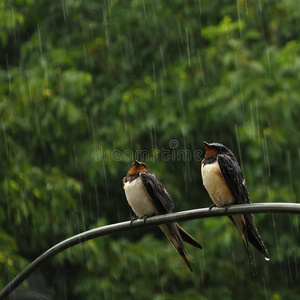 风雨中的燕子图片图片