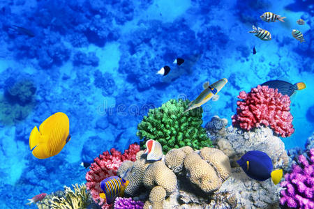 红珊瑚鱼埃及海图片