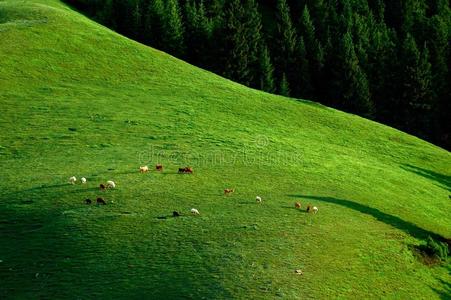 高山牧场图片