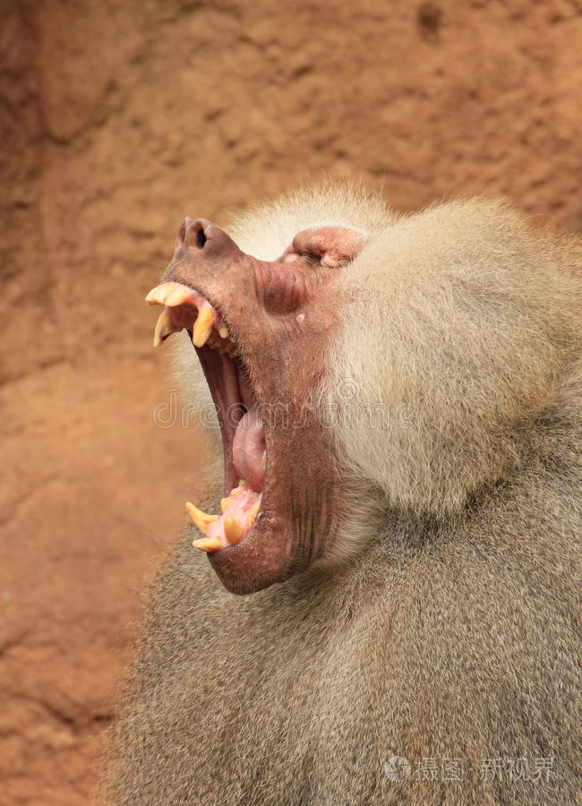 张牙舞爪的狒狒