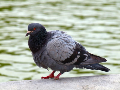 巴黎城的鸽子。鸟生活在城市里。