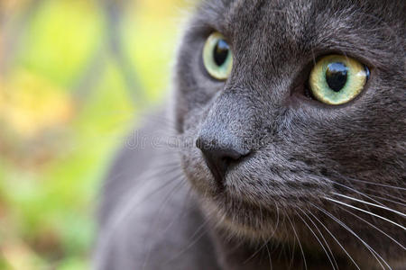 俄罗斯蓝猫户外