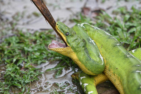 绿树蟒蛇