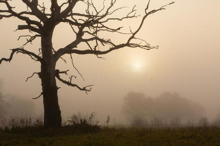 有树的雾的早晨