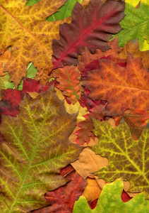 秋叶色彩斑斓的背景