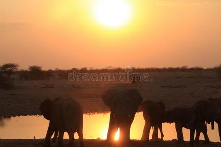 夕阳下的elefants