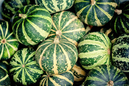 绿南瓜照片