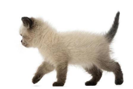 英国短毛小猫走路，5周大