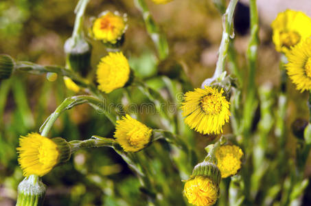 秋葵tussilago farfara春季开花